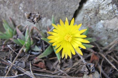 Bergeranthus vespertinus, photographed by James Deacon