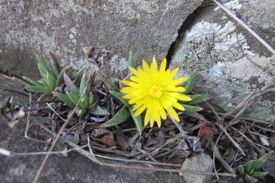 Bergeranthus vespertinus, photographed by James Deacon