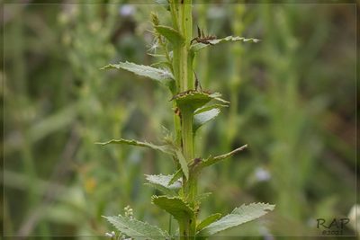 Pterocaulon polystachyum, photographed by RAP