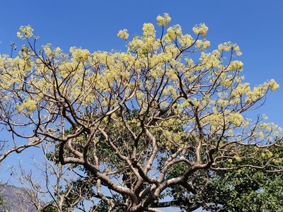 Gyrocarpus americanus, photographed by T R Shankar Raman