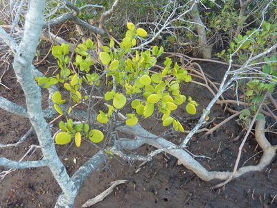 Amyema mackayensis, photographed by Tony van Kampen