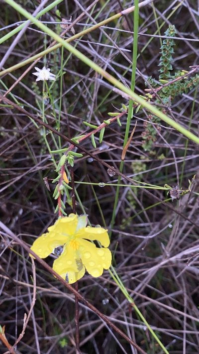 Hibbertia puberula, photographed by prossington