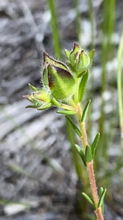Hibbertia puberula, photographed by prossington