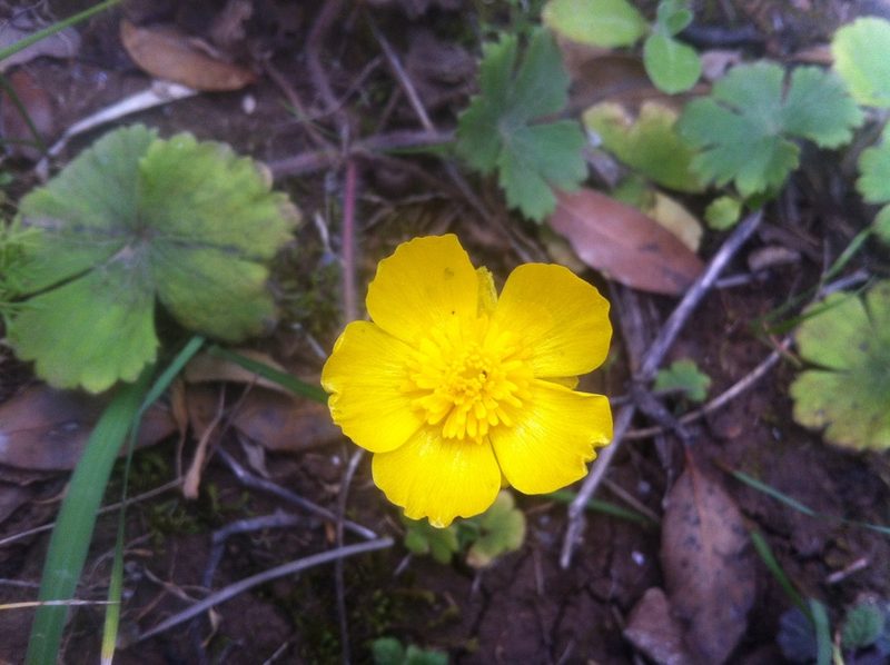 Ranunculus spicatus, photographed by Dyhia YOUSFI
