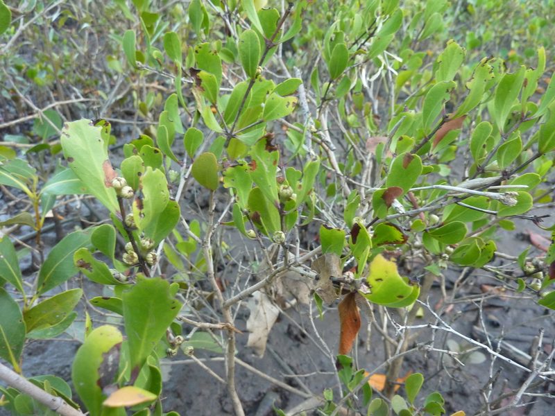 Osbornia octodonta, photographed by Tony van Kampen