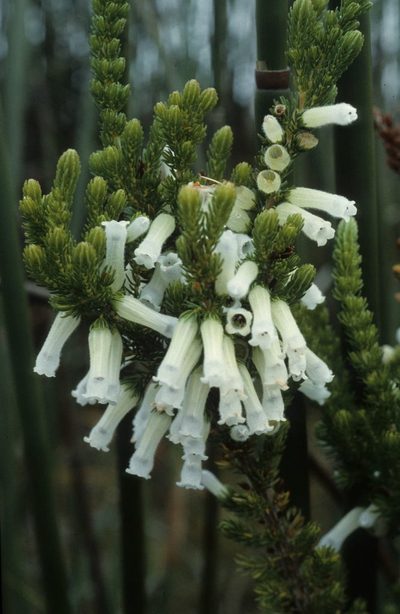 Erica leucotrachela, photographed by Tom Lloyd Evans