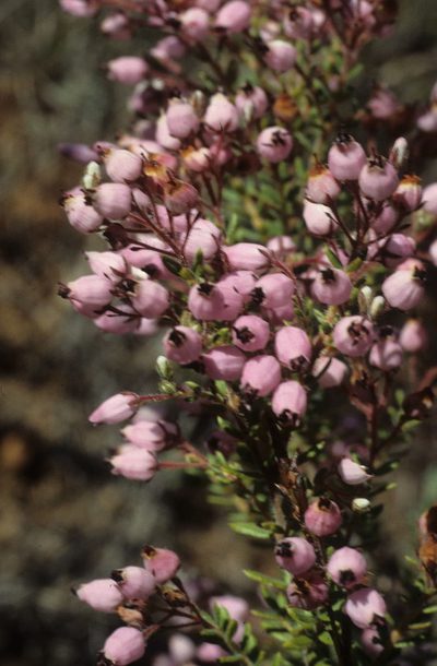 Erica racemosa, photographed by Tom Lloyd Evans
