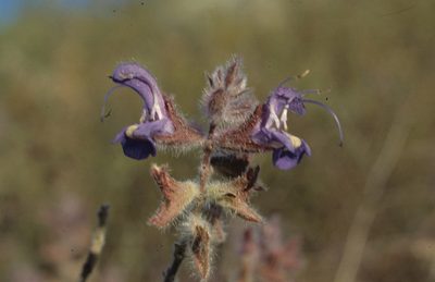 Salvia albicaulis, photographed by Tom Lloyd Evans
