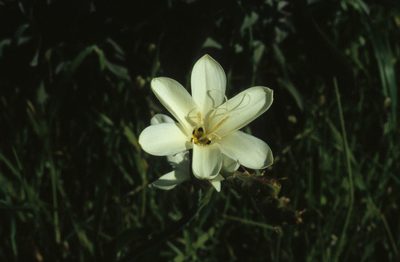 Sparaxis grandiflora, photographed by Tom Lloyd Evans