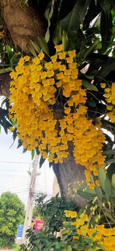 Dendrobium lindleyi, photographed by Wutthichayapartith Rasvara Nangkasamarinile