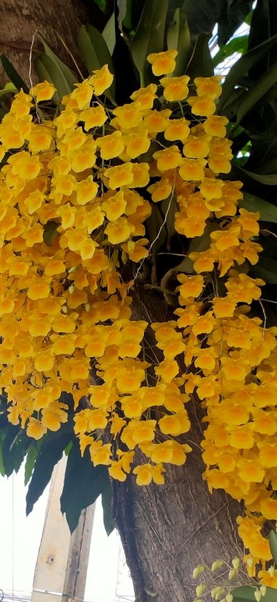 Dendrobium lindleyi, photographed by Wutthichayapartith Rasvara Nangkasamarinile
