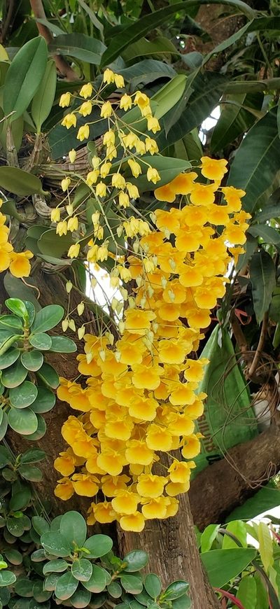 Dendrobium lindleyi, photographed by Wutthichayapartith Rasvara Nangkasamarinile
