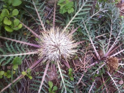 Leuzea acaulis, photographed by Dyhia YOUSFI