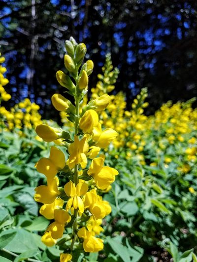 Thermopsis gracilis, photographed by John Gaskin