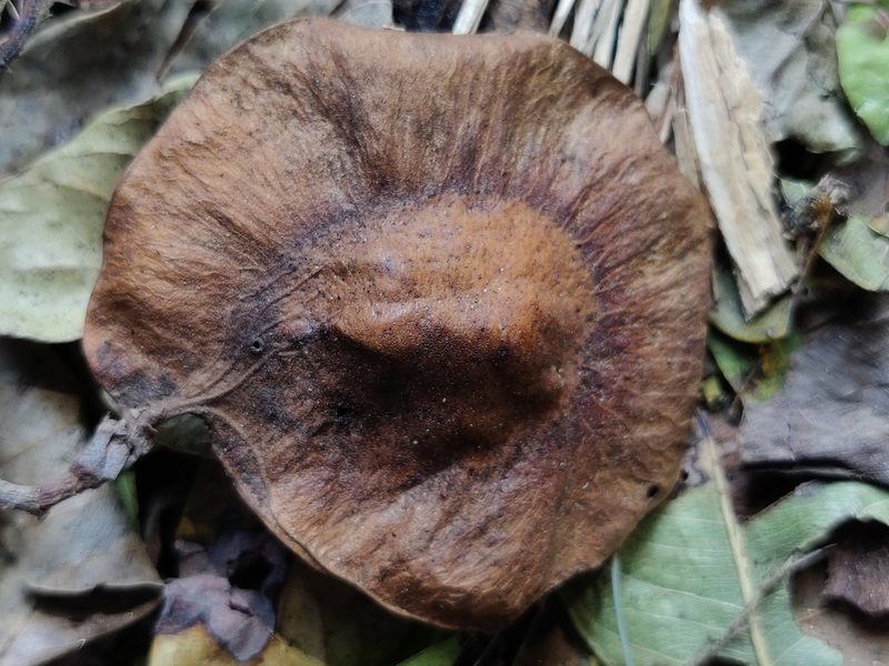 Pterocarpus marsupium, photographed by T R Shankar Raman
