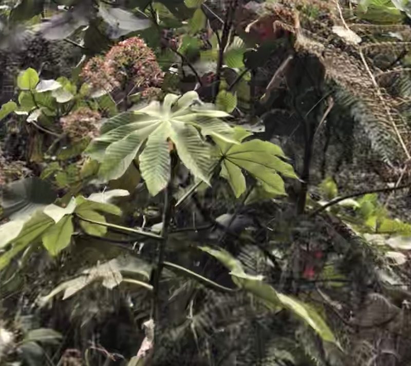 Cecropia tacuna, photographed by Jared Shorma