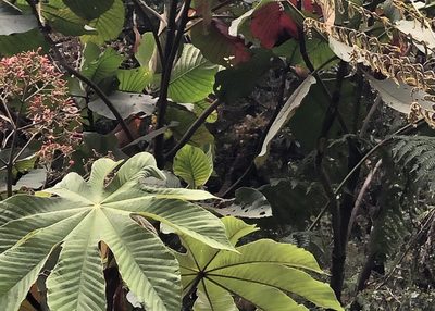 Cecropia tacuna, photographed by Jared Shorma