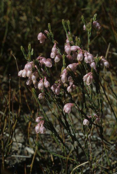 Erica palliiflora, photographed by Tom Lloyd Evans