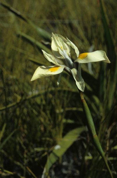 Moraea angusta, photographed by Tom Lloyd Evans