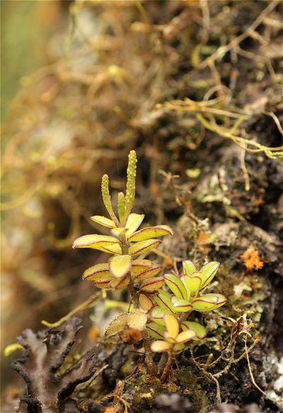 Peperomia galapagensis, photographed by ajott