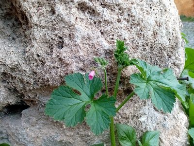 Erodium chium, photographed by Eleftherios Katsillis