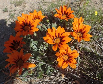 Gazania heterochaeta, photographed by Peter Warren