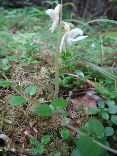 Epipogium aphyllum, photographed by Nadezhda Kiseleva