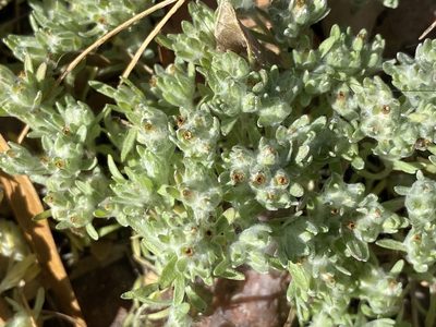 Lasiopogon glomerulatus, photographed by Sue Carnahan