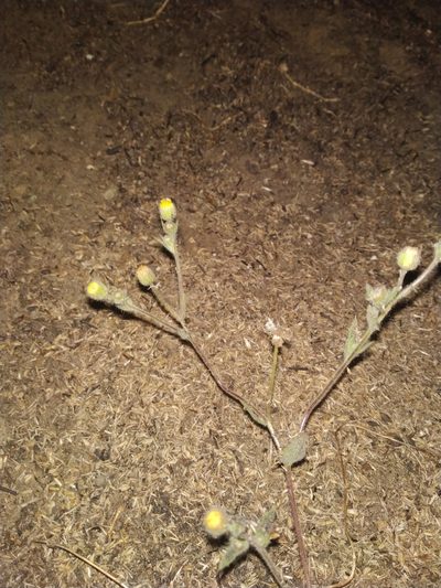 Blumea oxyodonta, photographed by S.MORE