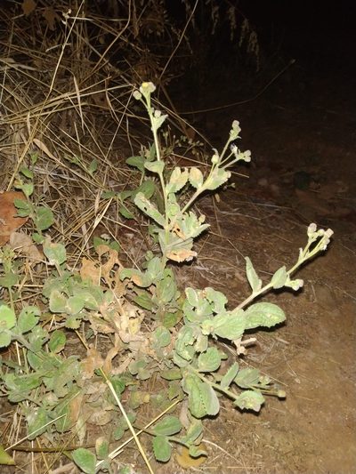 Blumea oxyodonta, photographed by S.MORE