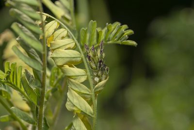Astragalus boeticus, photographed by Eleftherios Katsillis