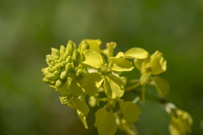 Sinapis alba, photographed by Eleftherios Katsillis
