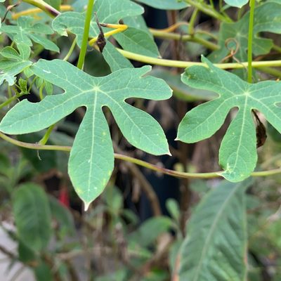 Tropaeolum smithii, photographed by marianac