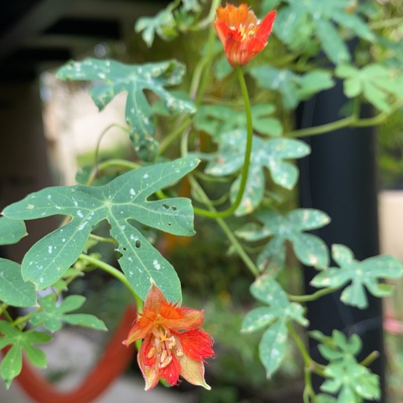 Tropaeolum smithii, photographed by marianac