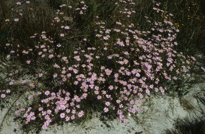 Senecio grandiflorus, photographed by Tom Lloyd Evans