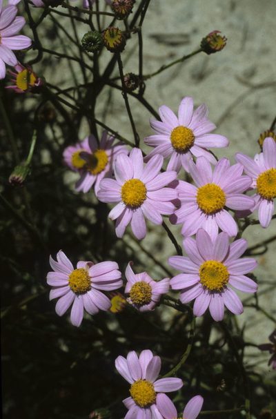 Senecio grandiflorus, photographed by Tom Lloyd Evans