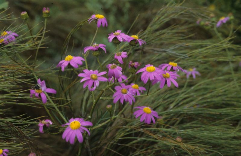 Senecio grandiflorus, photographed by Tom Lloyd Evans