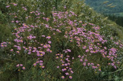 Senecio grandiflorus, photographed by Tom Lloyd Evans