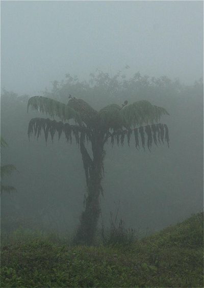 Cyathea weatherbyana, photographed by ajott