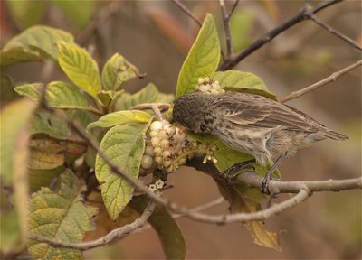 Tournefortia pubescens, photographed by ajott