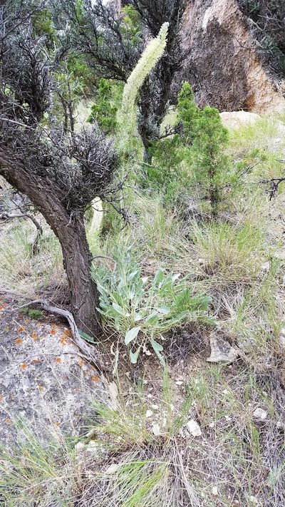 Stanleya tomentosa, photographed by John Gaskin