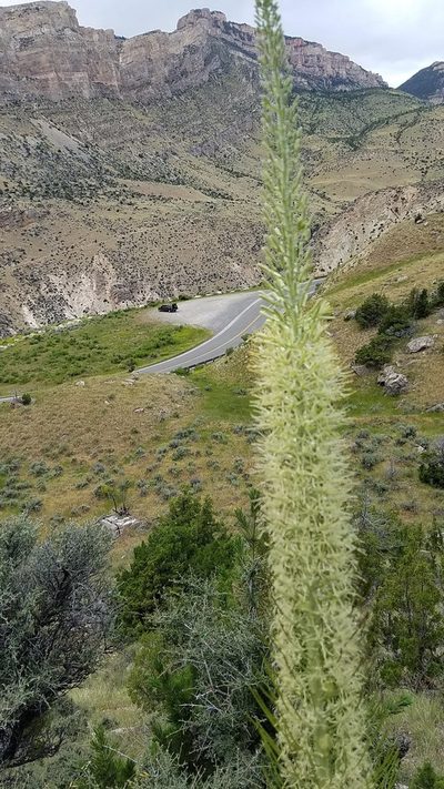 Stanleya tomentosa, photographed by John Gaskin
