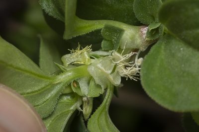Theligonum cynocrambe, photographed by Eleftherios Katsillis
