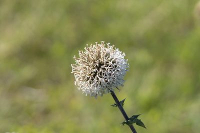Echinops spinosissimus, photographed by Eleftherios Katsillis