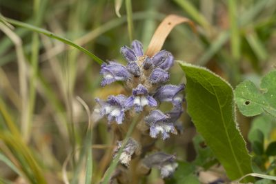 Orobanche nana, photographed by Eleftherios Katsillis