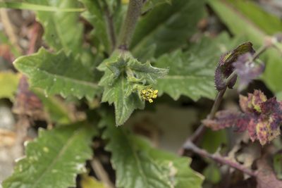 Biscutella didyma, photographed by Eleftherios Katsillis