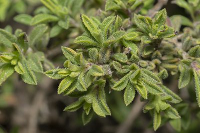 Satureja thymbra, photographed by Eleftherios Katsillis
