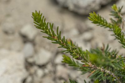 Erica manipuliflora, photographed by Eleftherios Katsillis