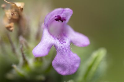 Satureja thymbra, photographed by Eleftherios Katsillis