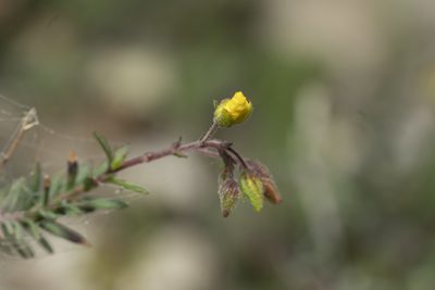 Fumana laevis, photographed by Eleftherios Katsillis